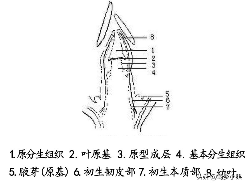 野生猕猴桃茎和叶有什么功效,猕猴桃的茎是攀缘茎吗