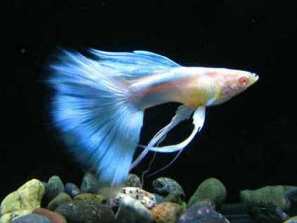 十大最好看的观赏鱼图片大全,十种最漂亮的观赏鱼图片