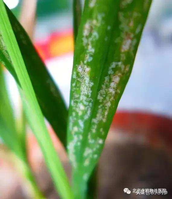 只见白斑不见虫，原来是蓟马来危害