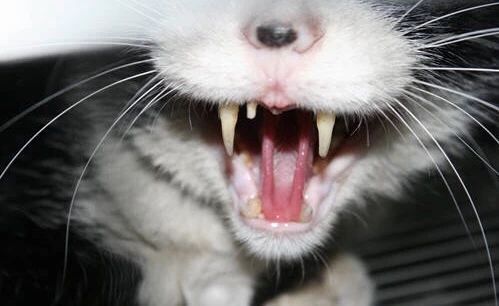 猫咪贫血吃补血肝精多久能好,猫咪有贫血和肾衰能治好吗