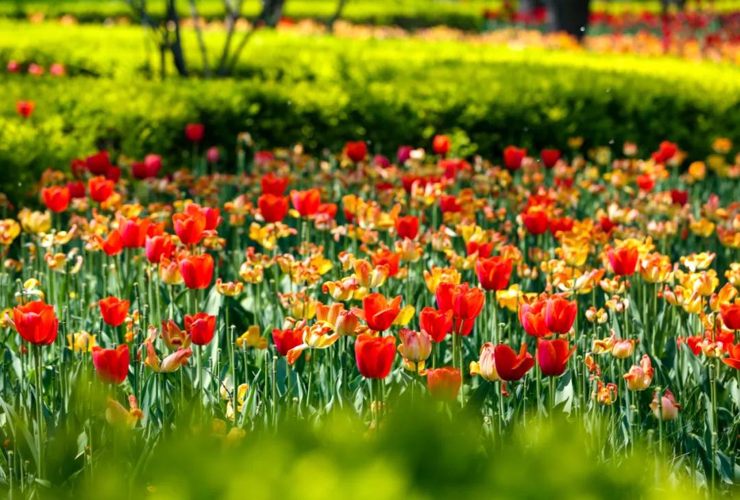 时光清浅秋意阑珊,时光清浅浮世清欢