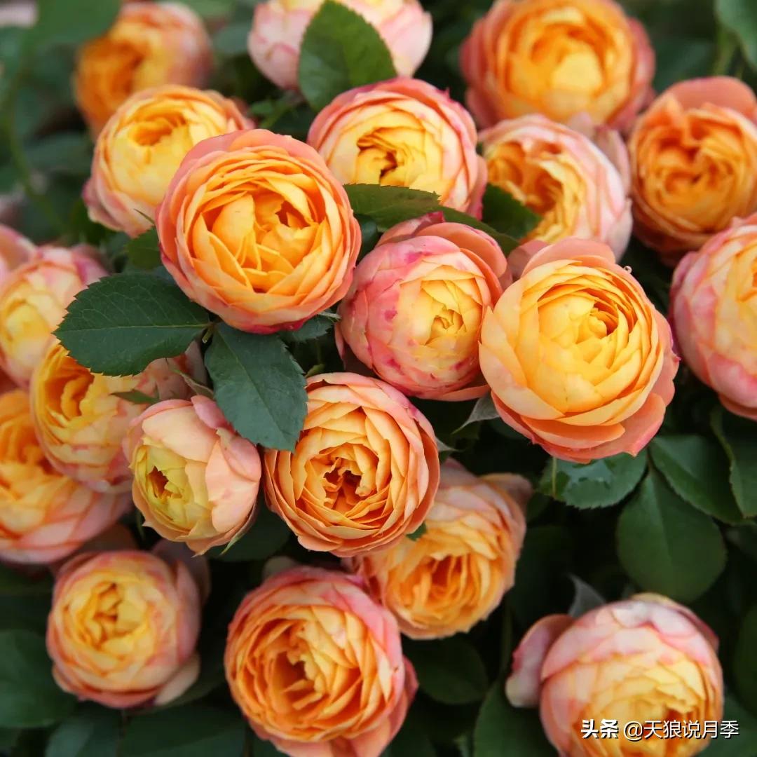 520你最想收到什么玫瑰,520这样的玫瑰你们喜欢吗