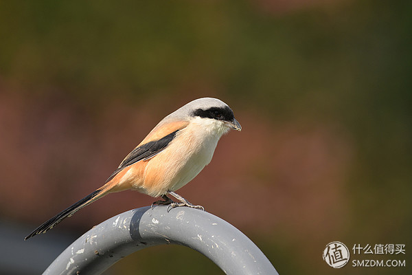 只选一只人像定焦镜头推荐,为什么专业摄影师都喜欢定焦镜头