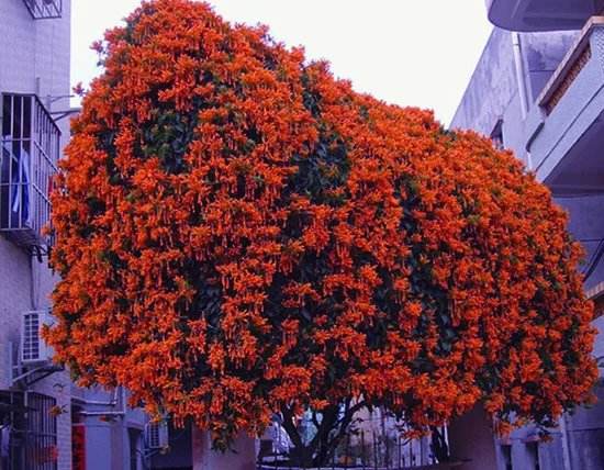 4种爬墙花值得养,家里养的爬墙花哪种最好养
