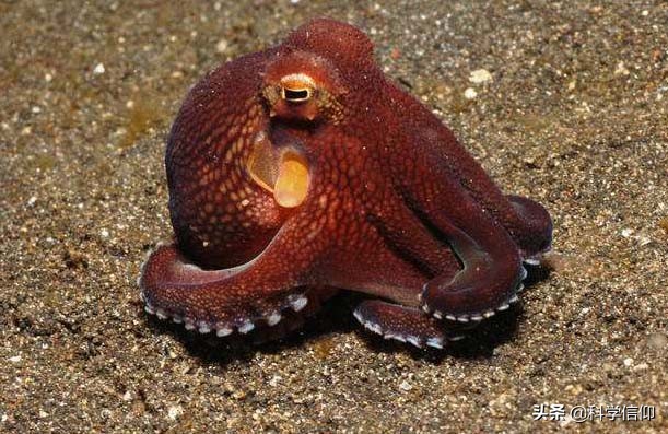 可以预测比赛,又能破解迷宫,难怪科学家说章鱼来自于外星球