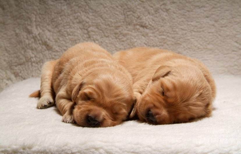 怎么做可爱的小金毛,怎么选一只好的金毛幼犬