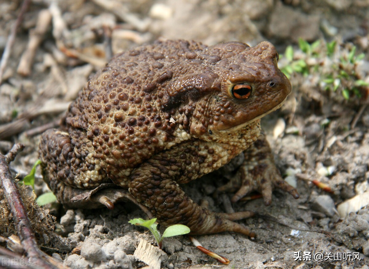 家里蟾蜍进门的真正预兆是什么,蟾蜍进屋是什么征兆