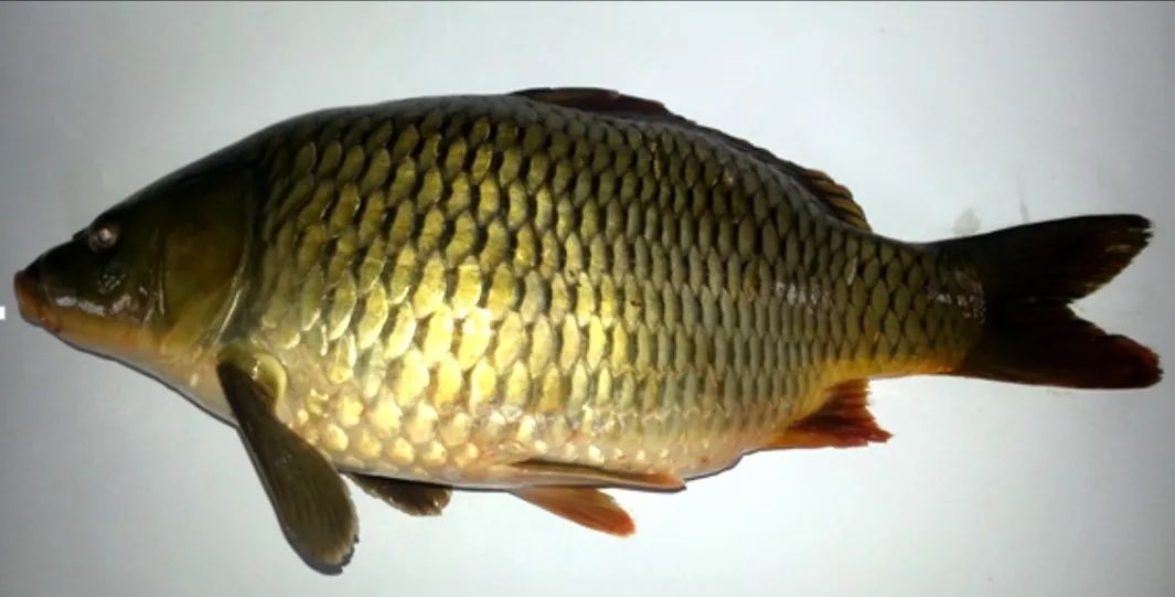 莱阳特产大全莱阳梨,莱阳特产名吃