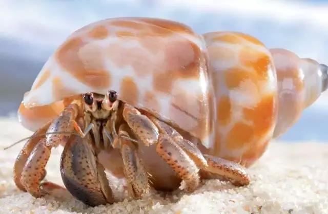 防城港怎么吃海鲜便宜不被坑,防城港干货海鲜有哪些