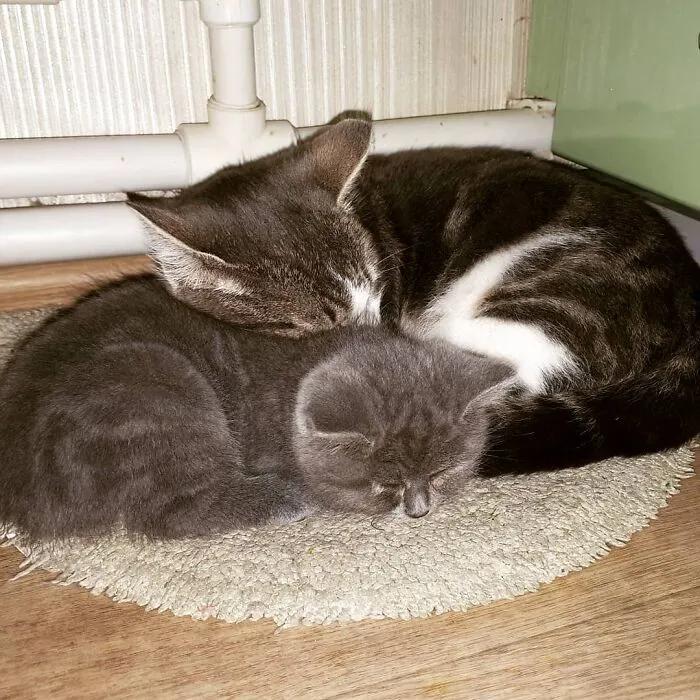 俄罗斯女子收养一只流浪橘猫,俄罗斯女孩收养猫