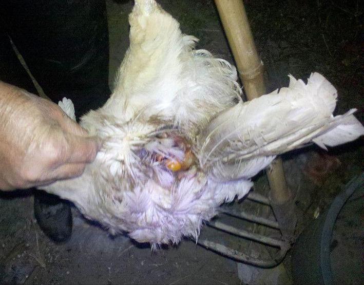 枪打黄鼠狼泡药酒,四川一男子被判刑!黄鼠狼为什么受保护?