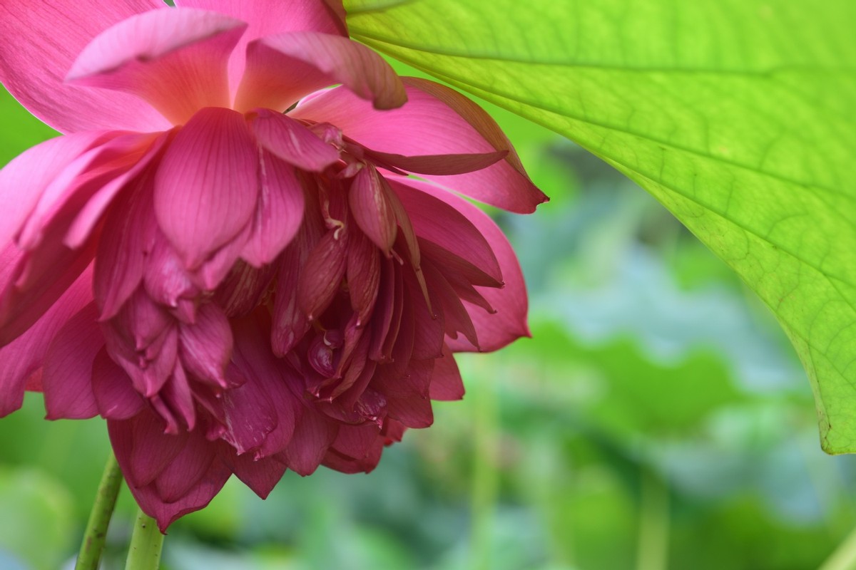 十二星座智商最高的五大星座,智商高却不会玩心机的星座