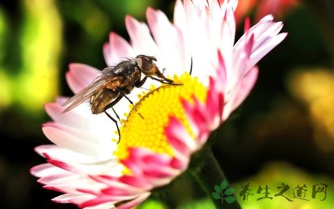 春分传统含义是什么,古时春分又称分春意思是