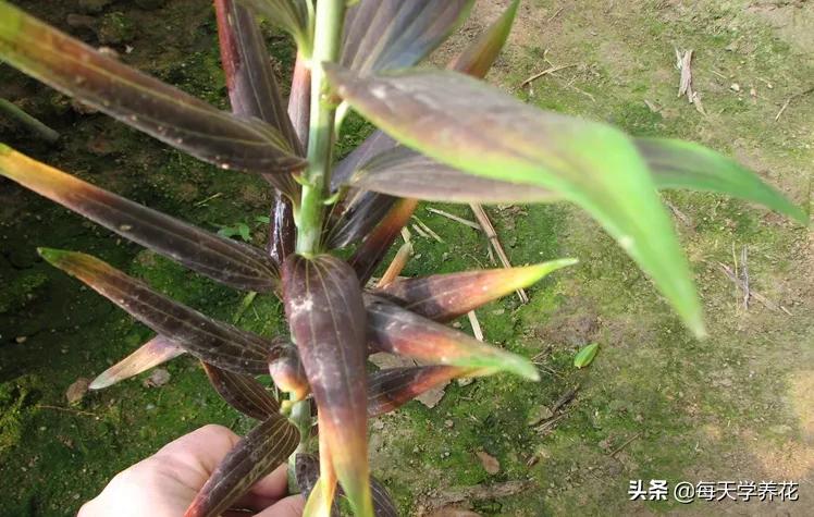 百合虫害的防治方法,百合病虫防治和管理