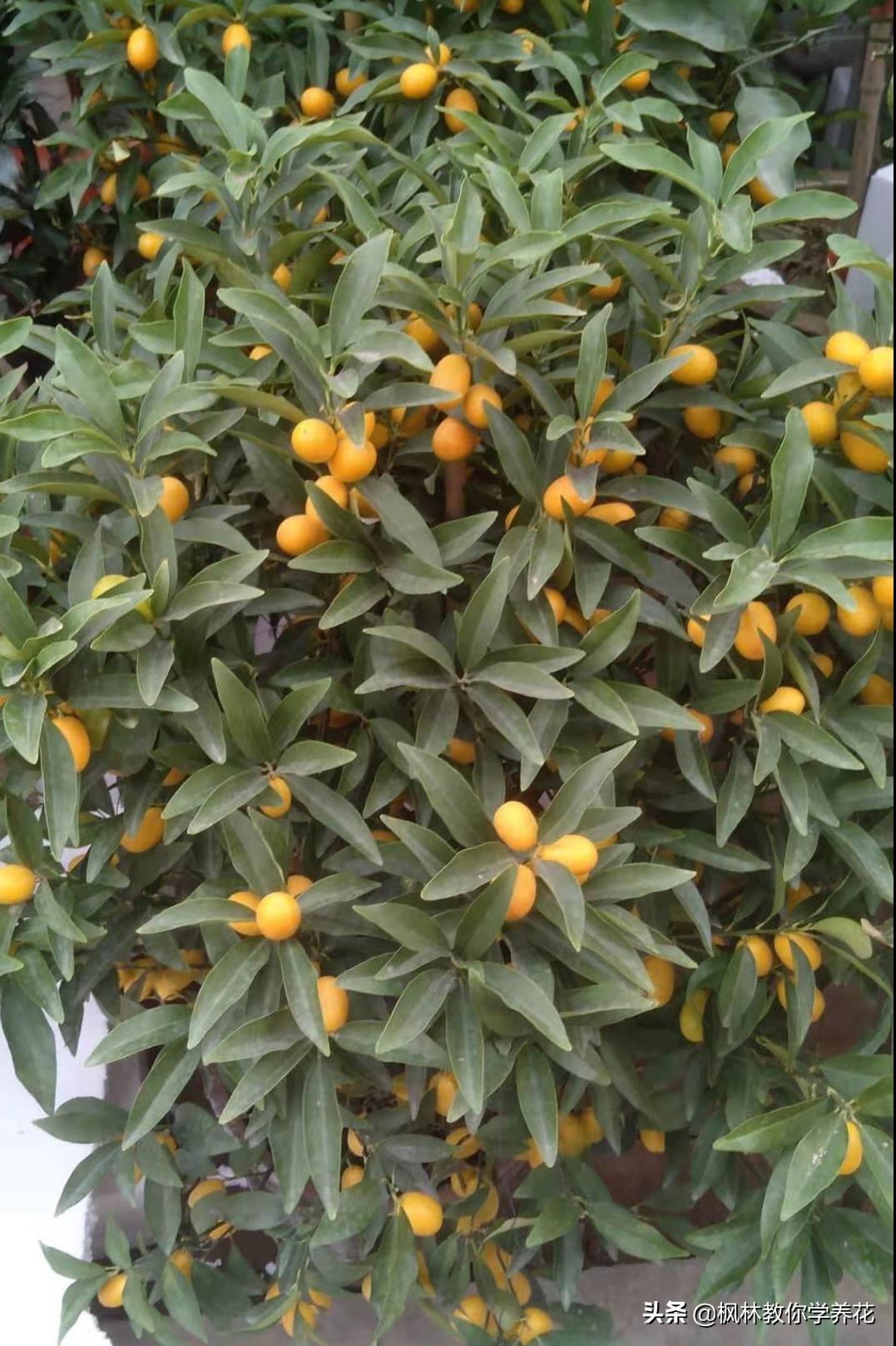 北方怎么养橘子盆栽,橘子树怎么养才好看