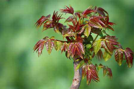 露地四季红油香椿种植技术及前景,香椿种植高产技术很全面建议收藏