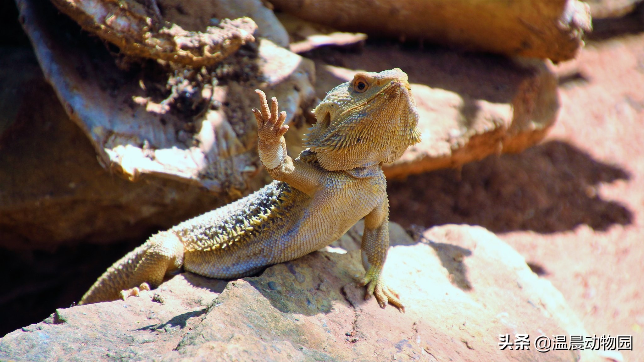 爬宠鬃狮蜥有多大,鬃狮蜥合法吗