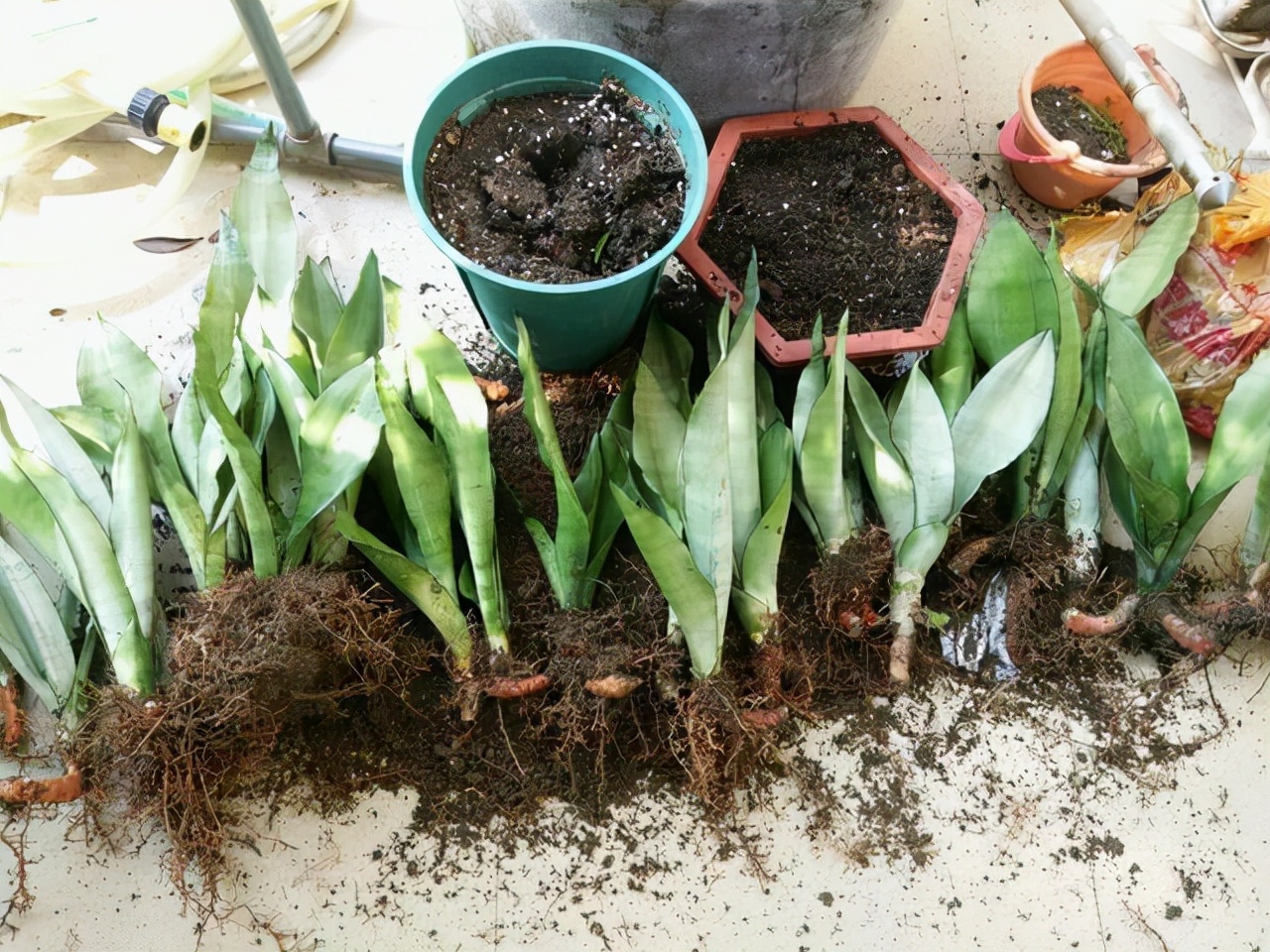 虎皮兰怕冻吗冬天怎么过冬,虎皮兰冬天为啥会死