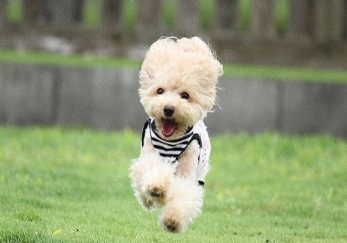 小狗狗补钙如何快速吸收,小狗可以吃什么钙片