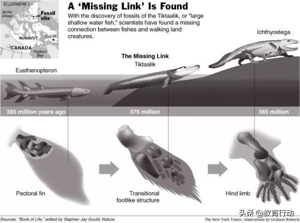 人为什么有5根手指,人类为什么有6根手指