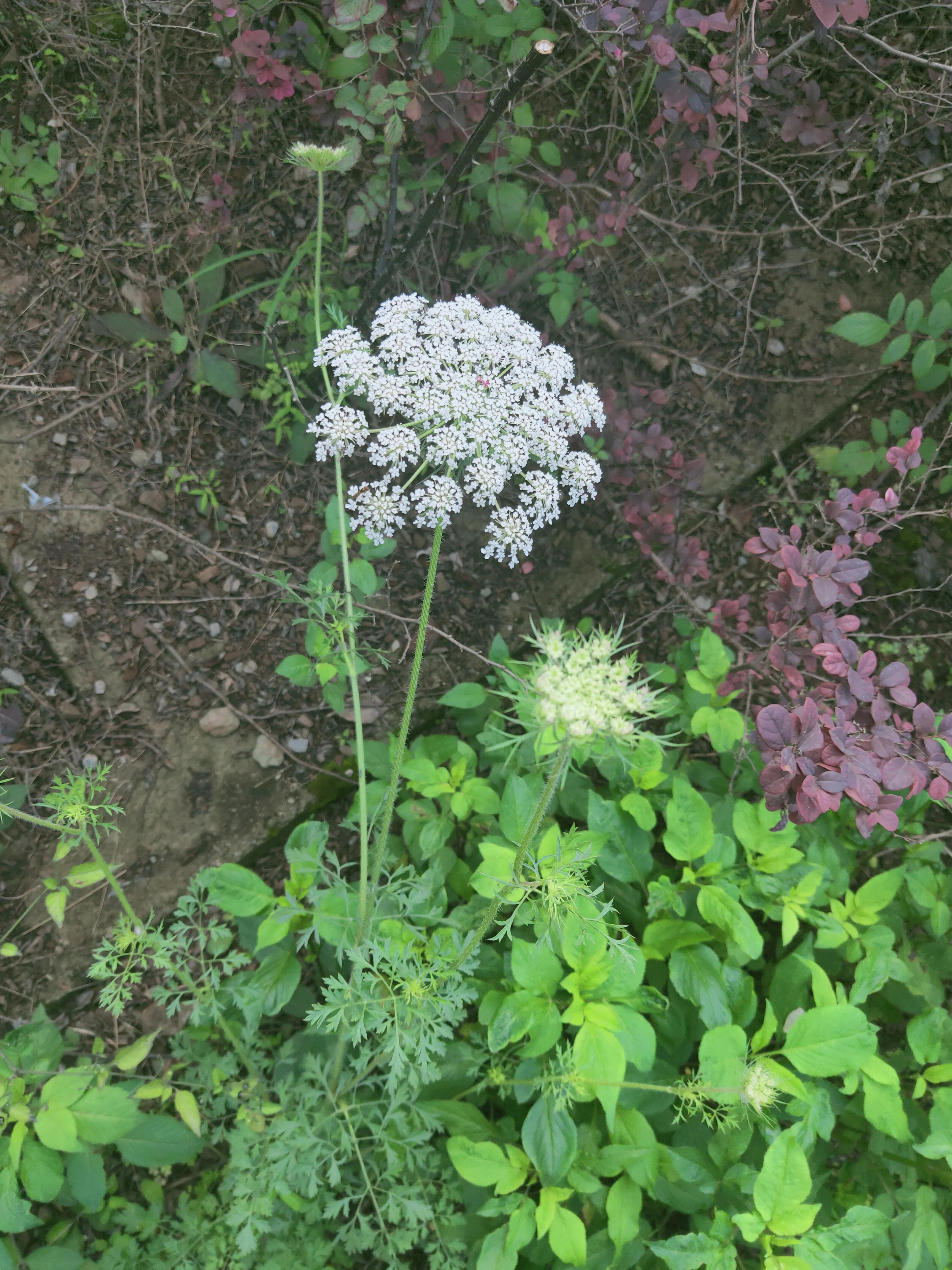 家乡喊的“野胡萝卜”宫廷剧里的“保障植物”婴儿用的湿疹膏有它