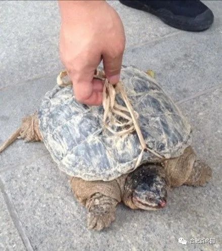 科普动物知识类短视频,龟鳖科普