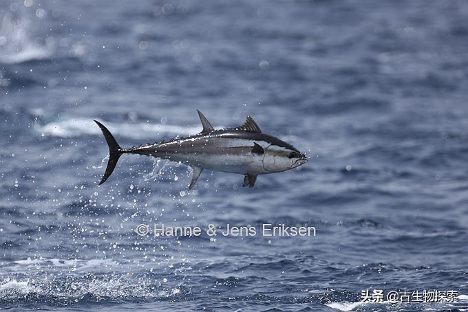 国际珍惜动物保护动物日,国际生物多样性保护日是哪一天