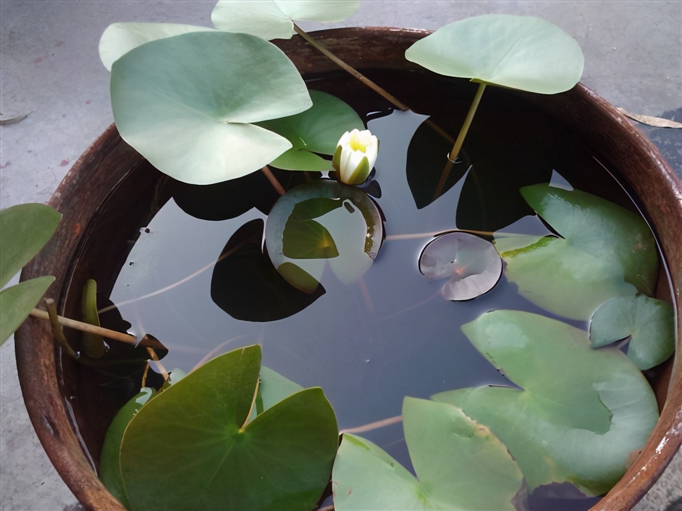 睡莲的养护养花小技巧图片,睡莲的营养液可以给富贵竹用吗
