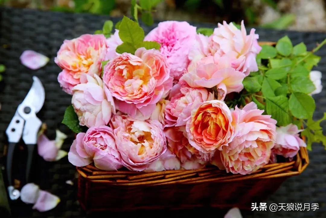 圆滚滚的绣球，瀑布般的花墙，这届花友也太会种花了吧