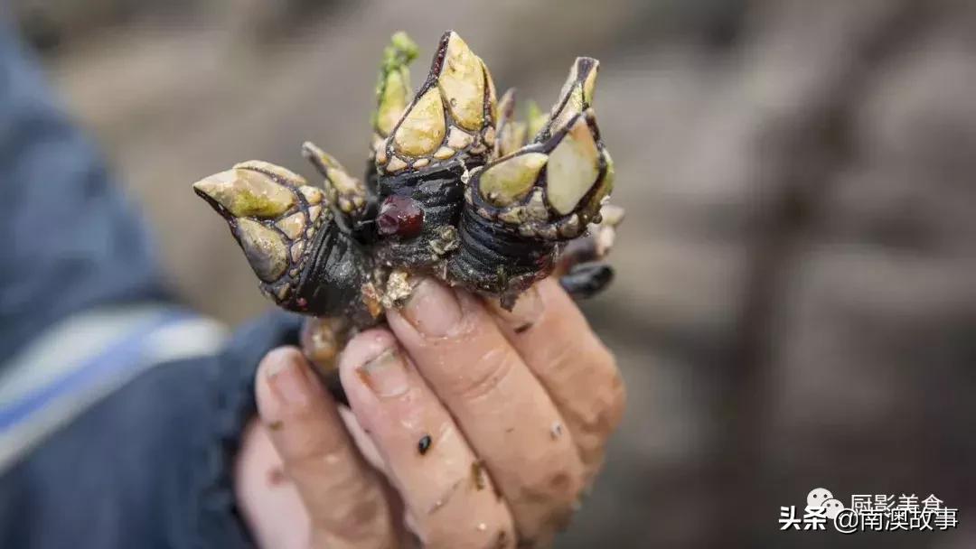 水煮贝壳类海鲜煮多久,海边海鲜用什么水煮好吃