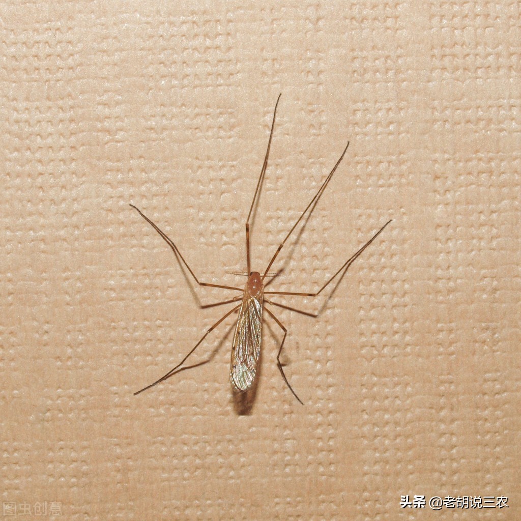 小咬是不是蚊子的幼虫,小咬跟蚊子长得一样吗