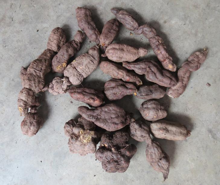 看图识药图片及答案,看图识别虫咬用什么药