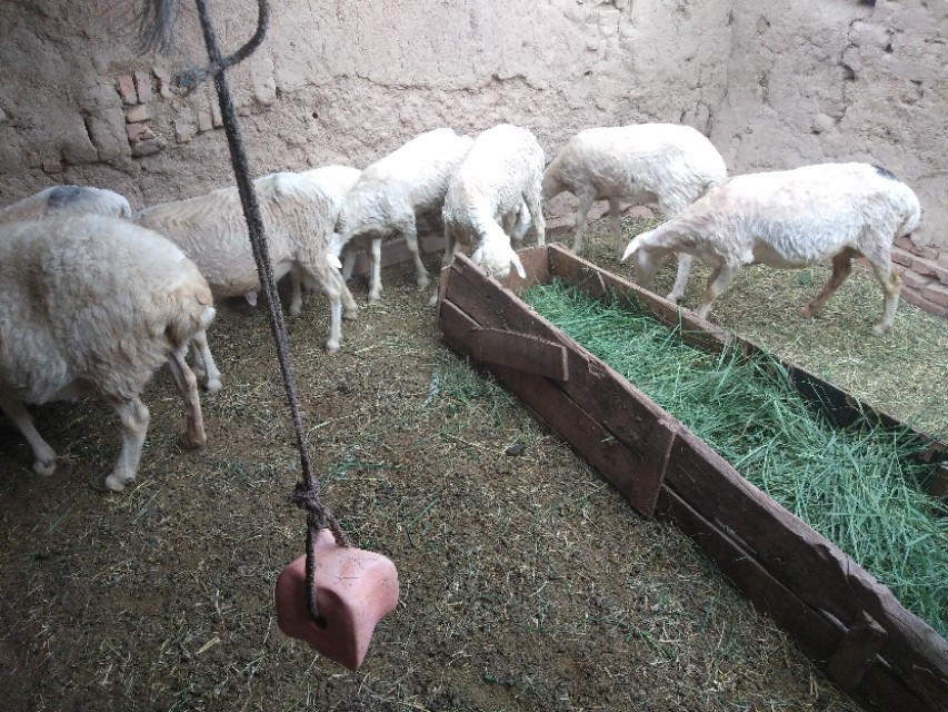 养羊前期没收入怎么办,养羊怎么养效益最好