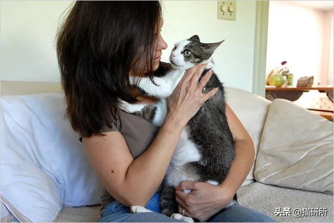 猫咪为什么老是揍主人,猫咪为什么揍年轻人