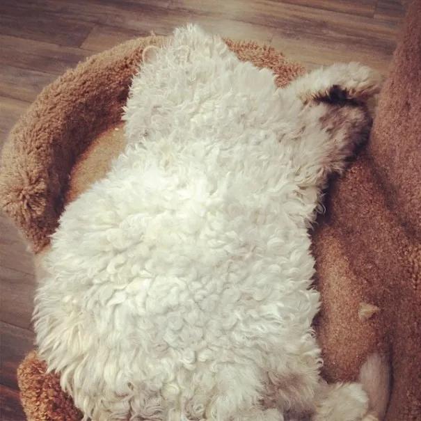 养一只很凶的小流浪猫,养一只性格差的猫