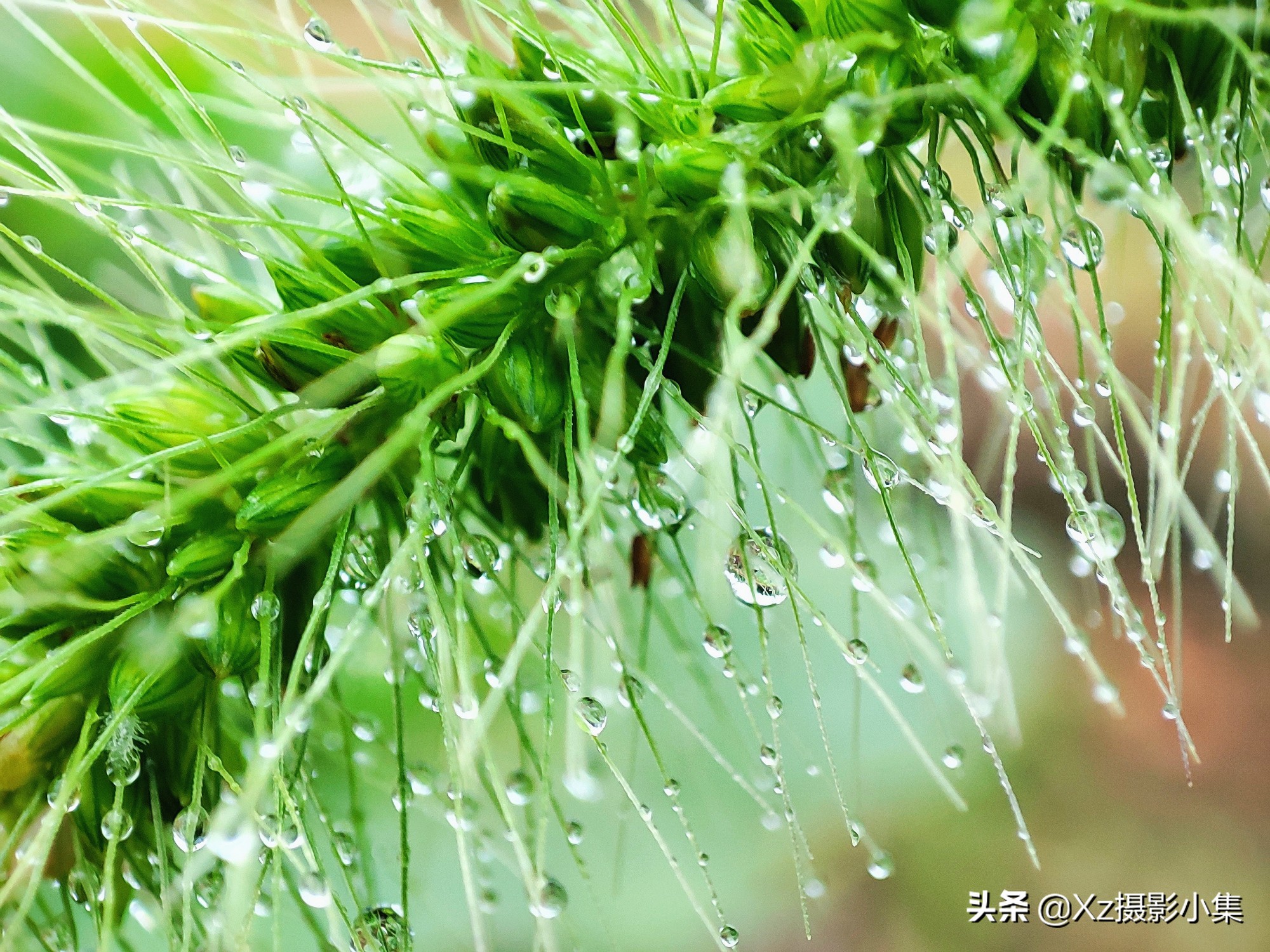 用手机拍微距效果最好方法,用手机拍摄不了微距怎么办