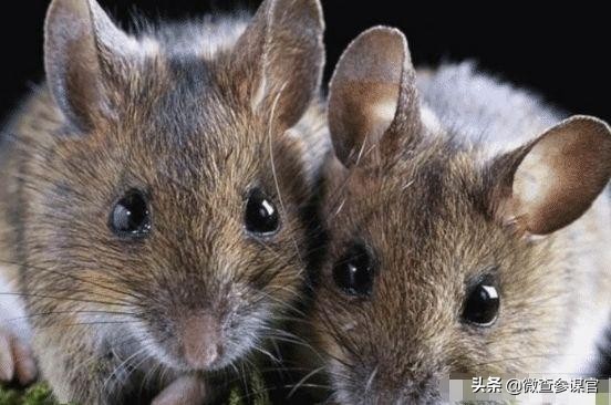 6种带毒野生动物,因为吃野生动物而染上的病菌