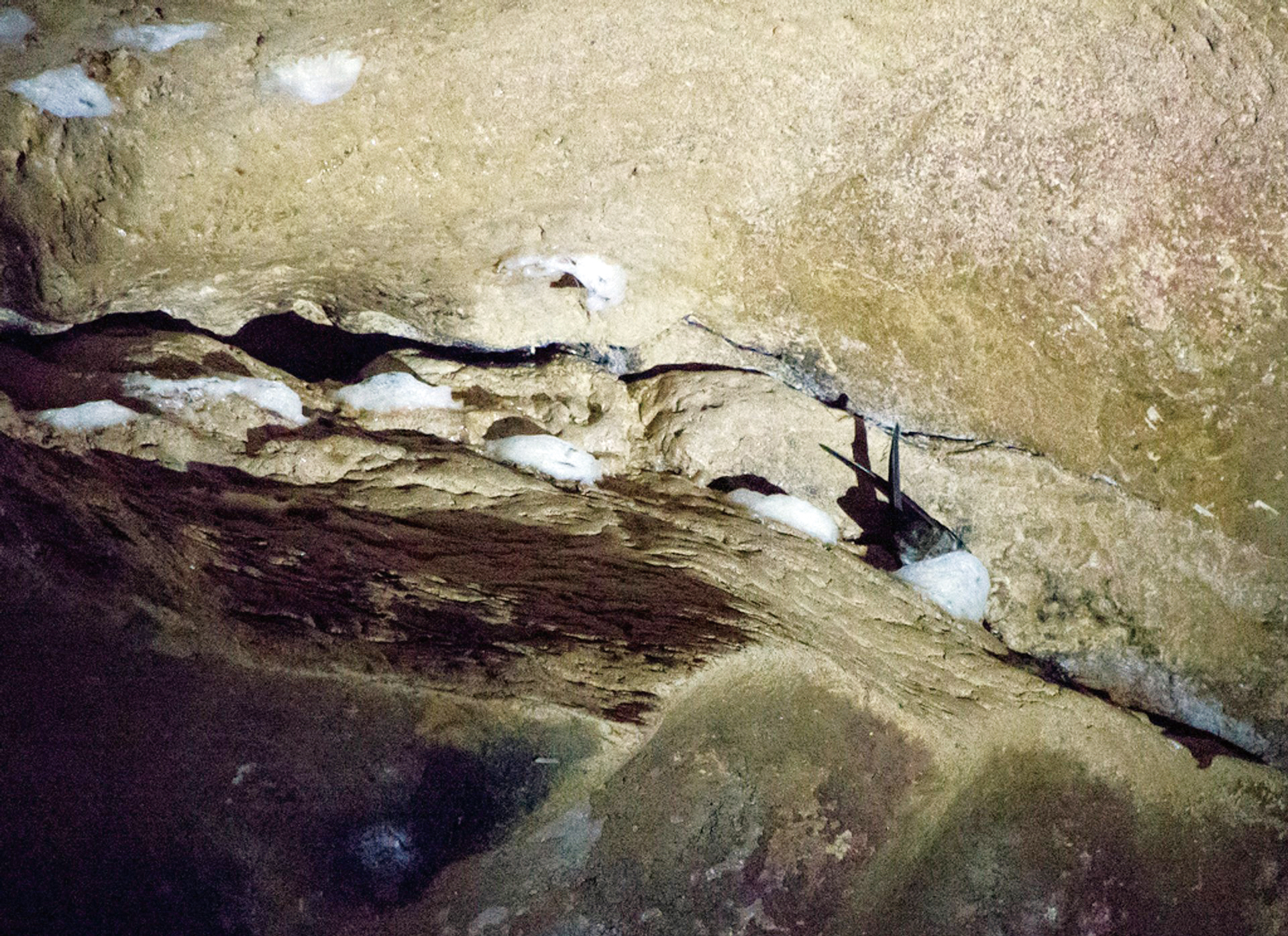 都是燕窝惹的祸？爪哇金丝燕：飞得快不如被团灭快