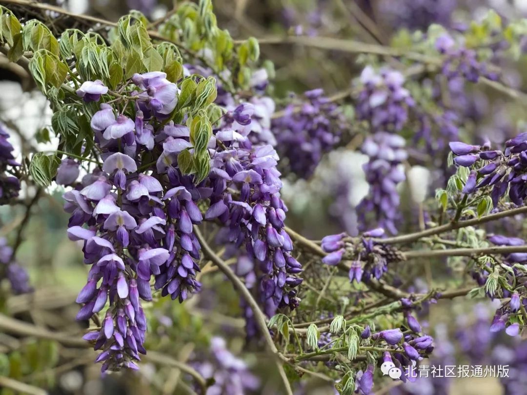 打卡北京紫谷伊甸园虞美人花海,通州看花的景点推荐免费