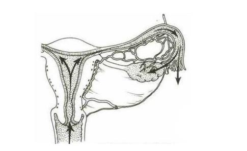 做输卵管检查时,要注意哪些?