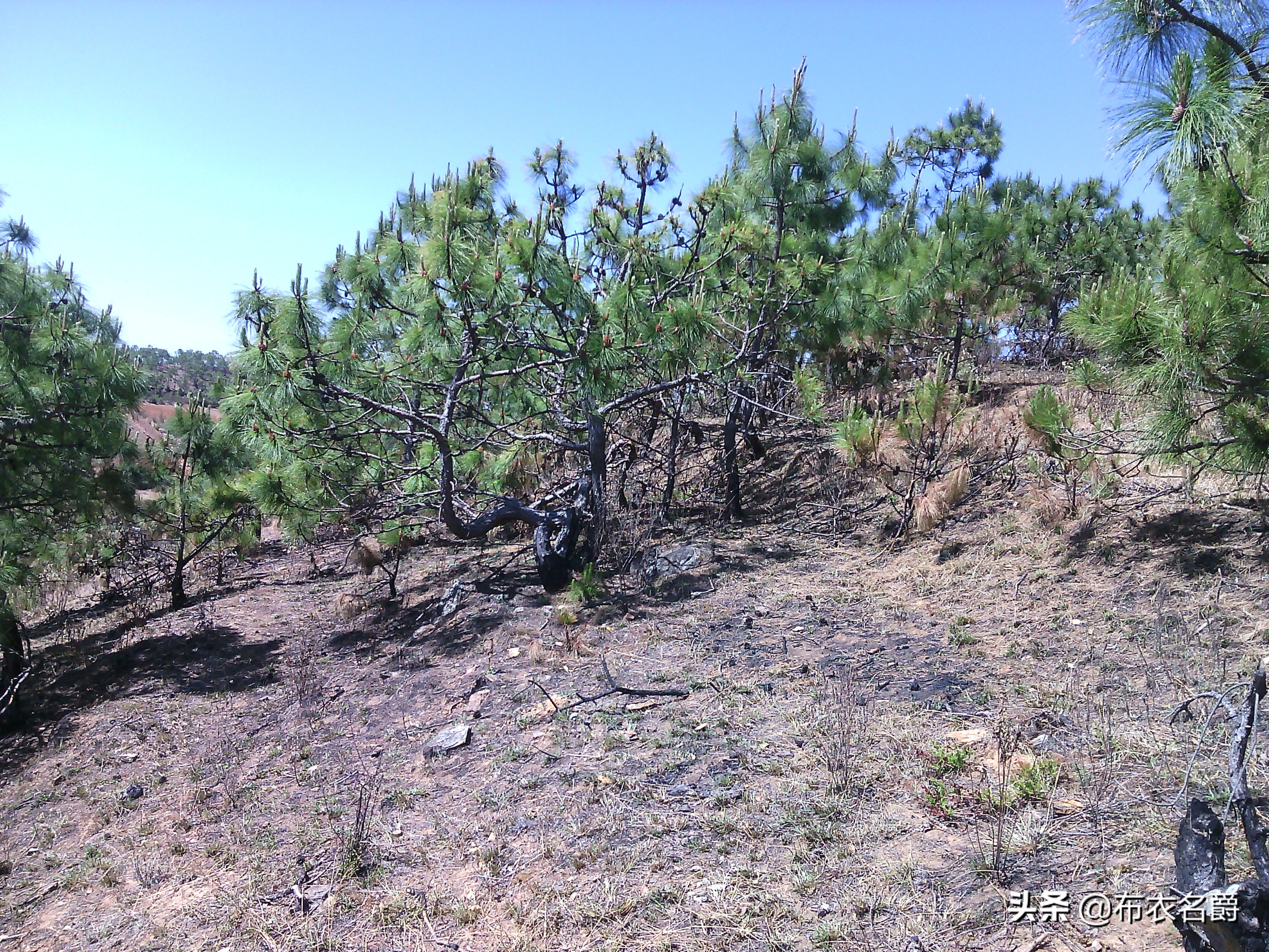兽医门诊：论治犬传染性肝炎