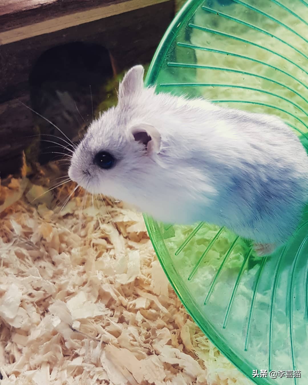 怎样养仓鼠才会让它亲近主人呢,仓鼠该怎么养才能让它听话