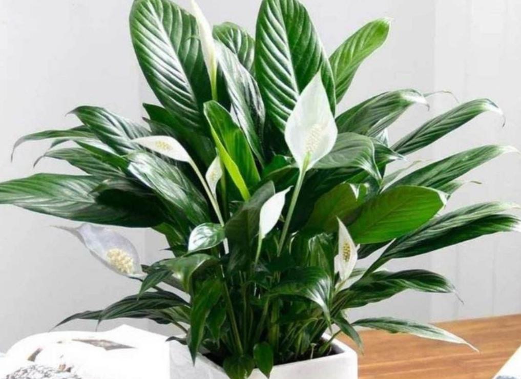 花盆土盐碱化怎么办,解决盆栽土壤盐碱化的有效措施