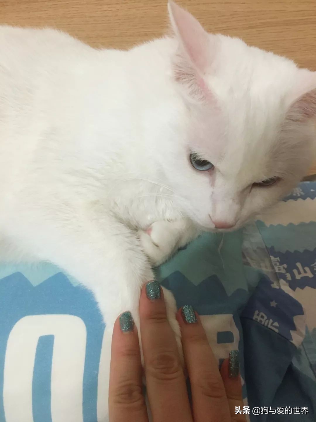 猫猫为什么总把脚放我脸上,为什么猫猫喜欢把头埋在臂弯