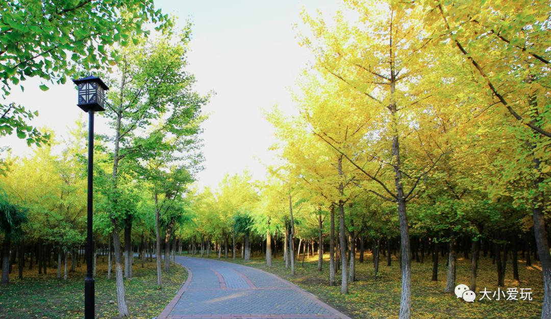 北京红螺寺银杏最佳观赏时间,北京赏银杏景区有哪些