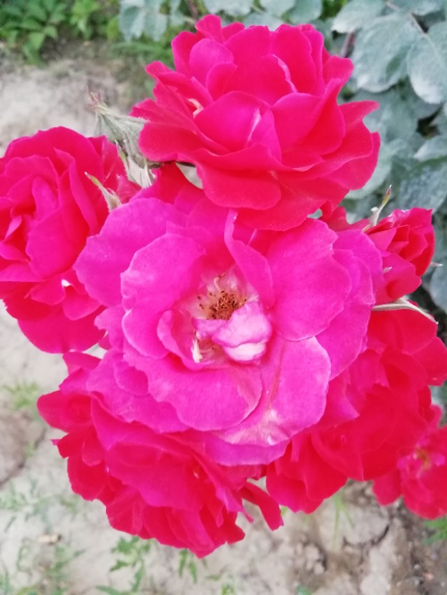 蓝颜知己是什么样的境界,蓝颜知己深度解析