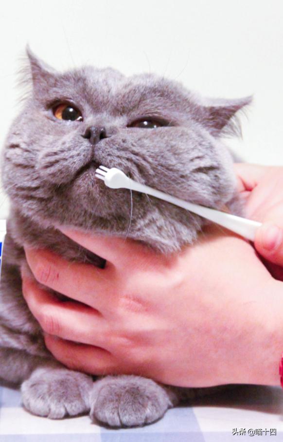 别让宠物医院榨干铲屎官的钱包——小毛病，不求人「外创篇-下」