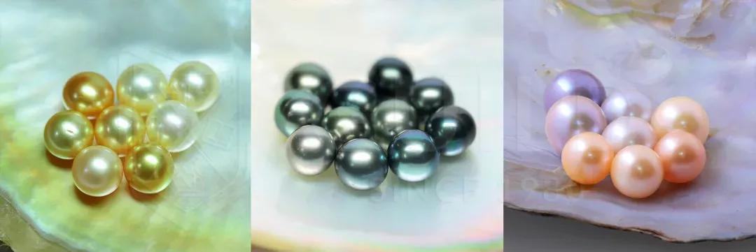 砗磲圆珍珠,贝壳珠和砗磲珠有什么区别