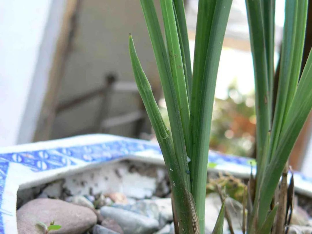 兰花猎人选兰从细节入手,一高兴说出了春兰看芽赌草的奥妙之处