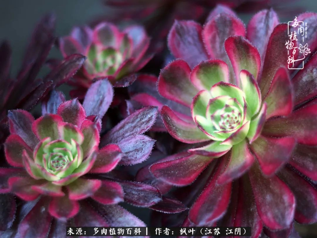 春有约，花不误，多肉与春天有个约会